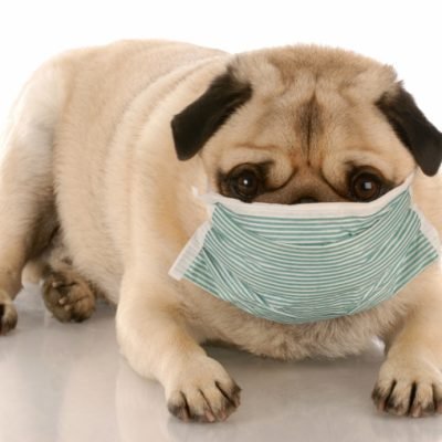 sick dog
